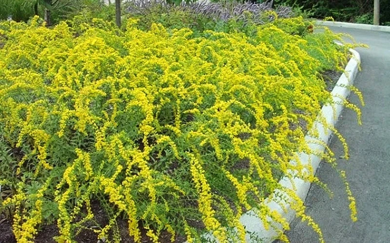 Solar Cascade Goldenrod (Solidago Shortii) - 1 Gallon Pot 7 Solar Cascade Goldenrod (Solidago Shortii) - 1 Gallon Pot - Image 5
