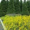 Solar Cascade Goldenrod (Solidago Shortii) - 1 Gallon Pot 1 Solar Cascade Goldenrod (Solidago Shortii) - 1 Gallon Pot -FRUIT TREES & PLANTS Sales solidago shortii solar cascade goldenrod 8