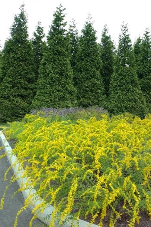 Solar Cascade Goldenrod (Solidago Shortii) - 1 Gallon Pot 3 Solar Cascade Goldenrod (Solidago Shortii) - 1 Gallon Pot
