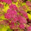 Gold Flame Spirea - 3 Gallon Pot 1 Gold Flame Spirea - 3 Gallon Pot -FRUIT TREES & PLANTS Sales spirea bulmalda gold flame 1