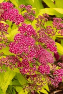 Gold Flame Spirea - 3 Gallon Pot