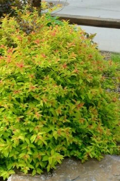 Gold Flame Spirea - 3 Gallon Pot -FRUIT TREES & PLANTS Sales spirea bumalda gold flame 3