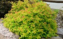 Gold Flame Spirea - 3 Gallon Pot -FRUIT TREES & PLANTS Sales spirea bumalda gold flame 4