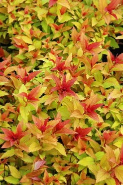 Gold Flame Spirea - 3 Gallon Pot -FRUIT TREES & PLANTS Sales spirea bumalda gold flame 6