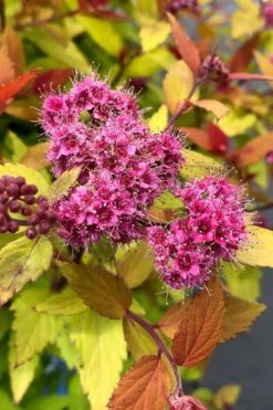 Rainbow Fizz Spirea - 3 Gallon Pot -FRUIT TREES & PLANTS Sales spirea rainbow fizz 1