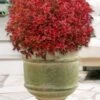 Rainbow Fizz Spirea - 3 Gallon Pot -FRUIT TREES & PLANTS Sales spirea rainbow fizz 5