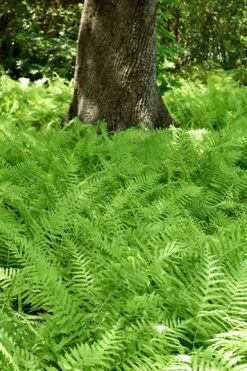 Southern Wood Fern (Thelypteris Kunthii) - 6 Pack Of 1 Gallon Pots -FRUIT TREES & PLANTS Sales thelypteris kunthii southern wood fern 110 1