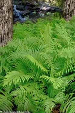 Southern Wood Fern (Thelypteris Kunthii) - 1 Gallon Pot -FRUIT TREES & PLANTS Sales thelypteris kunthii southern wood fern 112