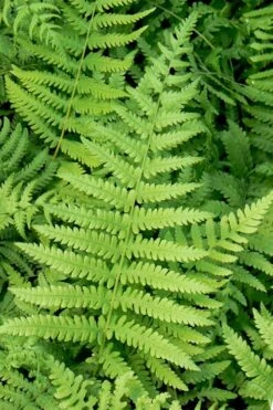 Southern Wood Fern (Thelypteris Kunthii) - 1 Gallon Pot -FRUIT TREES & PLANTS Sales thelypteris kunthii southern wood fern 113