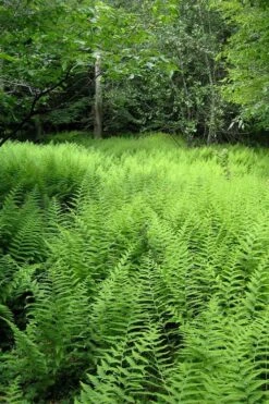 Southern Wood Fern (Thelypteris Kunthii) - 6 Pack Of 1 Gallon Pots -FRUIT TREES & PLANTS Sales thelypteris kunthii southern wood fern 114 1