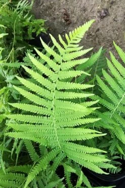 Southern Wood Fern (Thelypteris Kunthii) - 6 Pack Of 1 Gallon Pots -FRUIT TREES & PLANTS Sales thelypteris kunthii southern wood fern 115 1