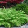 Southern Wood Fern (Thelypteris Kunthii) - 1 Gallon Pot -FRUIT TREES & PLANTS Sales thelypteris kunthii southern wood fern 118