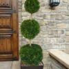 Emerald Green Arborvitae Poodle Tier Topiary (3 Ball) - 5 Gallon Pot -FRUIT TREES & PLANTS Sales thuja occidentalis emerald green arborvitae 3 ball poodle tier topiary 1