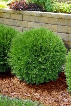 Planet Earth Arborvitae - 3 Gallon Pot 10 Planet Earth Arborvitae - 3 Gallon Pot -FRUIT TREES & PLANTS Sales thuja occidentalis planet earth arborvitae 4