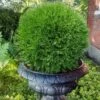 Planet Earth Arborvitae - 3 Gallon Pot 2 Planet Earth Arborvitae - 3 Gallon Pot -FRUIT TREES & PLANTS Sales thuja occidentalis planet earth arborvitae 6