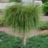 Whipcord Arborvitae (Single Trunk Topiary Tree) - 2 Gallon Pot -FRUIT TREES & PLANTS Sales thuja plicata whipcord arbirvitae topiary tree 1