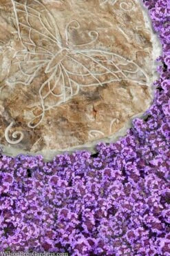 Caborn Wine & Roses Creeping Thyme - 5 Pack Of Pint Pots 10 Caborn Wine & Roses Creeping Thyme - 5 Pack Of Pint Pots -FRUIT TREES & PLANTS Sales thymus caborn wine and roses 2 1