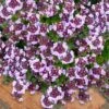 Caborn Wine & Roses Creeping Thyme - 5 Pack Of Quart Pots -FRUIT TREES & PLANTS Sales thymus caborn wine and roses 3