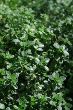 Lemon Creeping Thyme - 6 Pack Of Pint Pots -FRUIT TREES & PLANTS Sales thymus citrriodorus lemon thyme 2 1