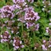 Lemon Creeping Thyme - 5 Pack Of Quart Pots 1 Lemon Creeping Thyme - 5 Pack Of Quart Pots -FRUIT TREES & PLANTS Sales thymus citrriodorus lemon thyme 4