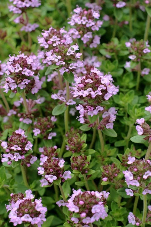 Lemon Creeping Thyme - 5 Pack Of Quart Pots 3 Lemon Creeping Thyme - 5 Pack Of Quart Pots