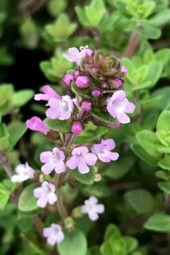 Lemon Creeping Thyme - 5 Pack Of Quart Pots 12 Lemon Creeping Thyme - 5 Pack Of Quart Pots -FRUIT TREES & PLANTS Sales thymus citrriodorus lemon thyme 5
