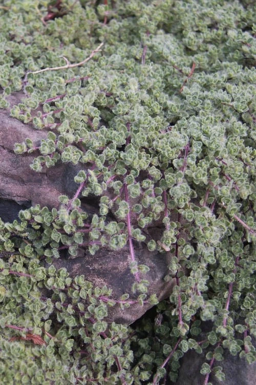 Woolly Creeping Thyme (Thymus Lanuginosis) - 5 Pack Of Pint Pots 12 Woolly Creeping Thyme (Thymus Lanuginosis) - 5 Pack Of Pint Pots - Image 10