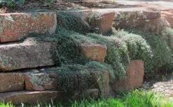 Woolly Creeping Thyme (Thymus Lanuginosis) - 6 Pack Of Pint Pots -FRUIT TREES & PLANTS Sales thymus lanuginosis wooly thyme 4 1