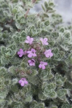 Woolly Creeping Thyme (Thymus Lanuginosis) - 10 Pack Of Pint Pots -FRUIT TREES & PLANTS Sales thymus lanuginosis wooly thyme 5 2