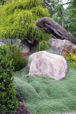 Woolly Creeping Thyme (Thymus Lanuginosis) - 10 Pack Of Pint Pots -FRUIT TREES & PLANTS Sales thymus lanuginosis wooly thyme 8 2