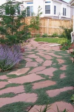 Woolly Creeping Thyme (Thymus Lanuginosis) - 6 Pack Of Pint Pots -FRUIT TREES & PLANTS Sales thymus lanuginosis wooly thyme 9 1