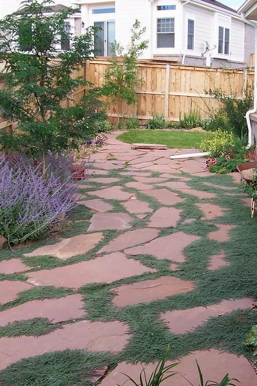 Woolly Creeping Thyme (Thymus Lanuginosis) - 5 Pack Of Pint Pots 10 Woolly Creeping Thyme (Thymus Lanuginosis) - 5 Pack Of Pint Pots - Image 8