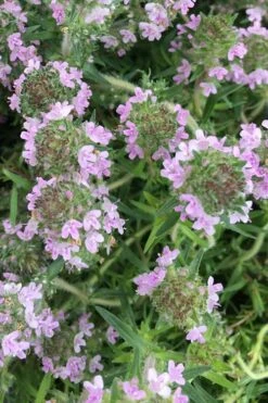 Spicy Orange Thyme - 6 Pack Of Pint Pots -FRUIT TREES & PLANTS Sales thymus spicy orange thyme 11