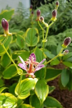 Samurai Toad Lily (Tricyrtis Formosana) - 5 Pack Of Quart Pots -FRUIT TREES & PLANTS Sales toad lily samurai 500x750 1