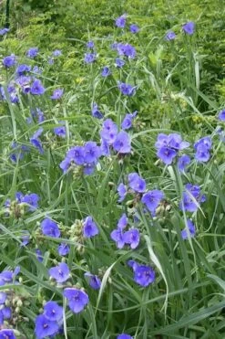 Ohio Blue Jacket Spiderwort (Tradescantia Ohiensis) - 1 Gallon Pot -FRUIT TREES & PLANTS Sales tradescantia ohiensis ohio spiderwort 3