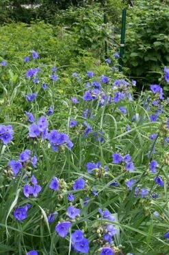 Ohio Blue Jacket Spiderwort (Tradescantia Ohiensis) - 1 Gallon Pot -FRUIT TREES & PLANTS Sales tradescantia ohiensis ohio spiderwort 4
