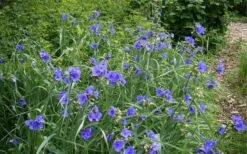 Ohio Blue Jacket Spiderwort (Tradescantia Ohiensis) - 1 Gallon Pot -FRUIT TREES & PLANTS Sales tradescantia ohiensis ohio spiderwort 5