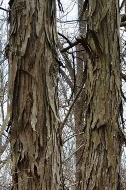 Shagbark Hickory Tree (Carya Ovata) - 3 Gallon Pot -FRUIT TREES & PLANTS Sales tree hickory shagbark 500x750 1