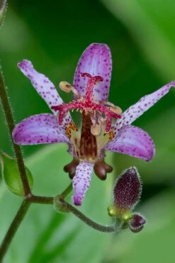 Samurai Toad Lily (Tricyrtis Formosana) - 5 Pack Of Quart Pots -FRUIT TREES & PLANTS Sales tricyrtis formosana samurai toad lily 1
