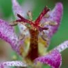 Samurai Toad Lily (Tricyrtis Formosana) - 5 Pack Of Quart Pots 2 Samurai Toad Lily (Tricyrtis Formosana) - 5 Pack Of Quart Pots -FRUIT TREES & PLANTS Sales tricyrtis formosana samurai toad lily 3