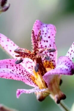 Samurai Toad Lily (Tricyrtis Formosana) - 5 Pack Of Quart Pots -FRUIT TREES & PLANTS Sales tricyrtis formosana samurai toad lily 5