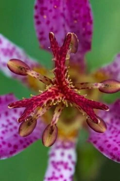 Samurai Toad Lily (Tricyrtis Formosana) - 5 Pack Of Quart Pots -FRUIT TREES & PLANTS Sales tricyrtis formosana samurai toad lily 6