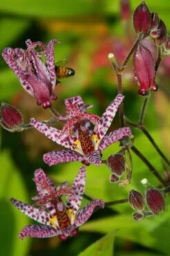 Samurai Toad Lily (Tricyrtis Formosana) - 5 Pack Of Quart Pots -FRUIT TREES & PLANTS Sales tricyrtis formosana samurai toad lily 7