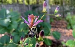 Samurai Toad Lily (Tricyrtis Formosana) - 5 Pack Of Quart Pots -FRUIT TREES & PLANTS Sales tricyrtis formosana samurai toad lily 8