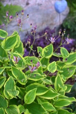 Sunny Spirit Toad Lily (Tricyrtis Formosana) - 1 Gallon Pot -FRUIT TREES & PLANTS Sales tricyrtis formosana sunny spirit toad lily 3