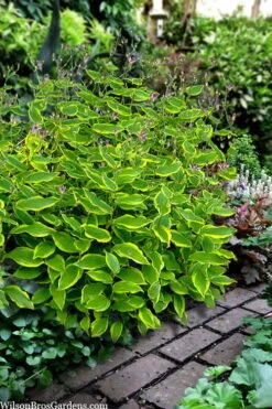 Sunny Spirit Toad Lily (Tricyrtis Formosana) - 1 Gallon Pot -FRUIT TREES & PLANTS Sales tricyrtis formosana sunny spirit toad lily 4