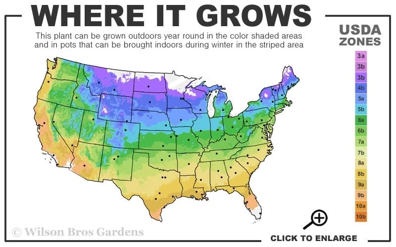 Luscious Grape Lantana - 5 Pack Of Quart Pots 5 Luscious Grape Lantana - 5 Pack Of Quart Pots - Image 3