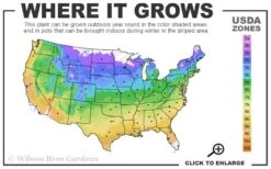 Bumbleberry Pie Dianthus (Carnations) - 1 Gallon Pot -FRUIT TREES & PLANTS Sales usda zone map 5