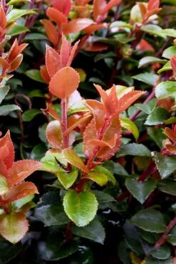 Evergreen Huckleberry (Vaccinium Ovatum) -3 Gallon Pot -FRUIT TREES & PLANTS Sales vaccinium ovatum evergreen huckleberry 10