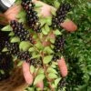 Evergreen Huckleberry (Vaccinium Ovatum) -3 Gallon Pot -FRUIT TREES & PLANTS Sales vaccinium ovatum evergreen huckleberry 11